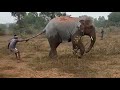 Villagers of Jambani disturbed an elephant by pulling its tail.