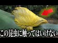 この昆虫は人を○します…【キモカワな昆虫#13】