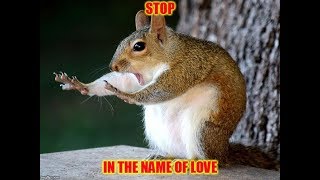 Meme Monday Animals