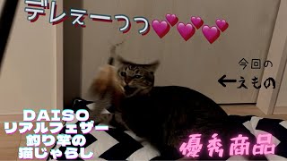 デレ全開のキジ猫