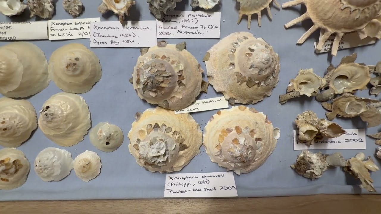 My seashell collection museum Video:34 Xenophoridae (carrier