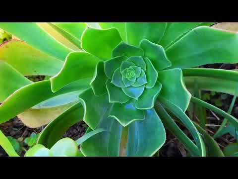 ASMR Singing, Prayer and Scripture - Exodus 15 || Soft spoken