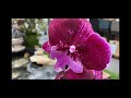 Бомбезная витрина с орхидеями в Бауцентре .. Попугай, Голден Леопард, Мария Тереза ...