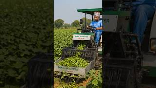 🚜 Amazing Bhindi Harvesting Machine | Modern Farming Technology in India 🌱