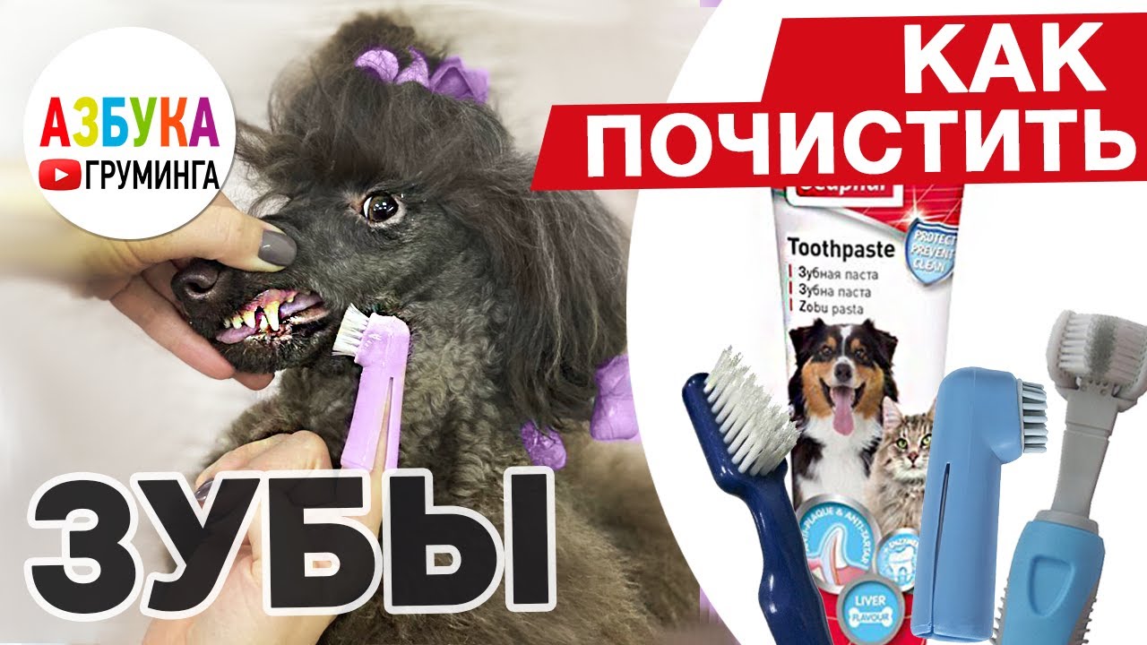 Чистка зубов собаке - наркоз, косточки и лакомства для чистки зубов | Pet-Yes
