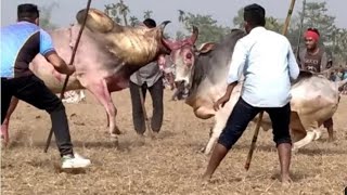 Bangla Vai _Vs _King = Winner Bangla vai = 2021 = Sylhet Bullfighting = screenshot 2