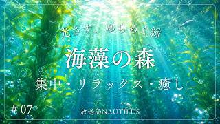 【作業用BGM】光揺れる海藻の森｜癒しと集中の2時間 ｜Sunlit Kelp Forest｜Relax & Focus 2 Hours
