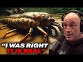 Joe Rogan - World&#39;s Biggest Bug, Anaconda! It Is REAL!