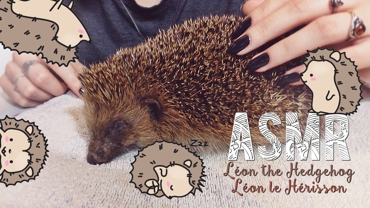 ASMR Français ~ Instagram + Whispering : Léon the Hedgehog / Léon le Hérisson