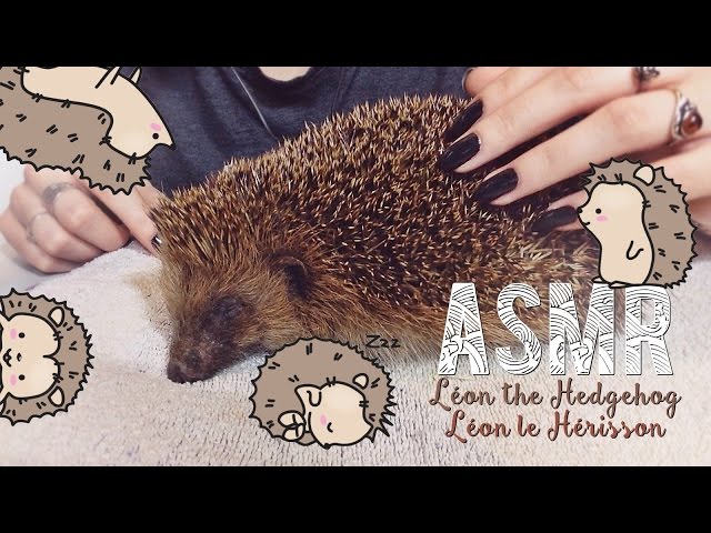 ASMR Français ~ Instagram + Whispering : Léon the Hedgehog / Léon le Hérisson