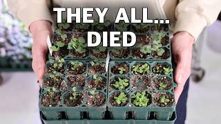 7 Mistakes When Starting Seeds...