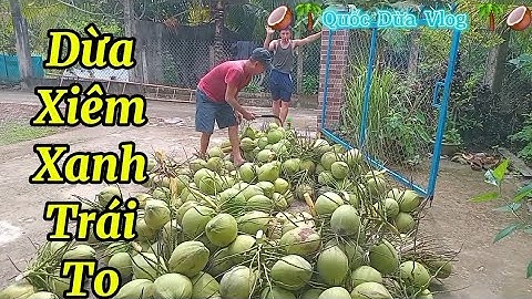 Nay Quốc dừa hái dừa xiêm xanh trái to giá rẻ #quocduavlog