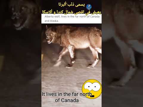    ذئب أسود ضخم يعترض سيارة   