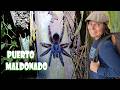 Four Days in the Jungle - Puerto Maldonado Amazon Adventure!