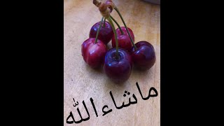 CHERRIES CHERRIES   Eat cherries  every day Health benefits of cherries  Safa alami