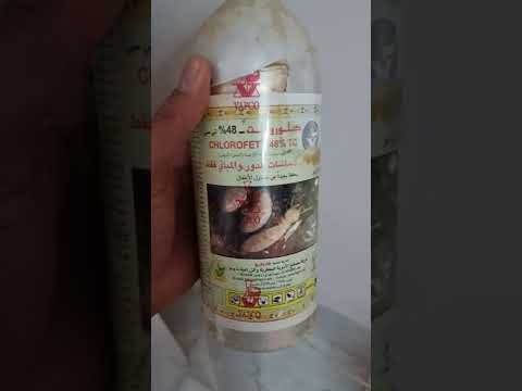 علاج النمل الأبيض او الارضة بالعراق