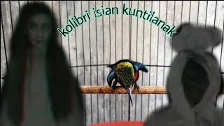 Kolibri Ninja Isian Kuntilanak , bren cigun pelatuk