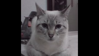Кошка читает книгу/Cat reading a book Кошка читает книгу/Cat reading a book