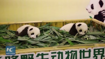 Giant panda twin cubs meet public in S China