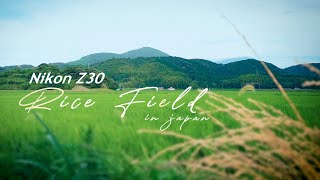 Nikon Z30 | Cinematic Rice fields | Filmed with Nikon Z30 | Japan