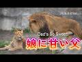 【旭山動物園ライオン】優しいオリト🦁いたずらっ子レイにも怒らない💛Dad's So Sweet! 🥹