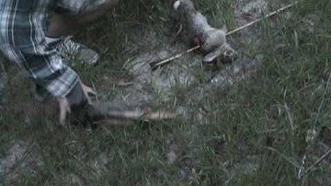 Rabbit hunting with a primitive bow!
