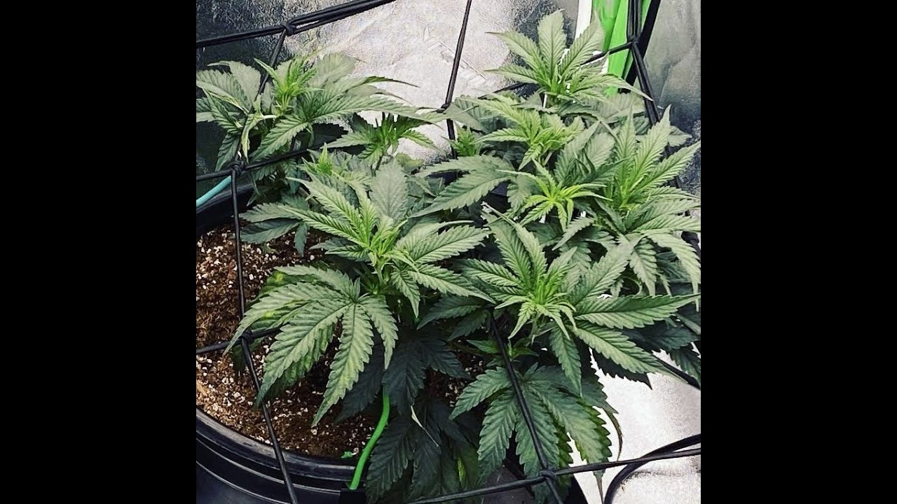 VooDoo Child and Tropicana Clones ( Veg to Harvest ) Episode 4