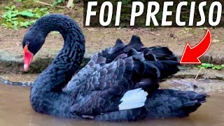 Minha GALINHA saiu VOANDO | Mudança Cisne Negro | Aves Recriar