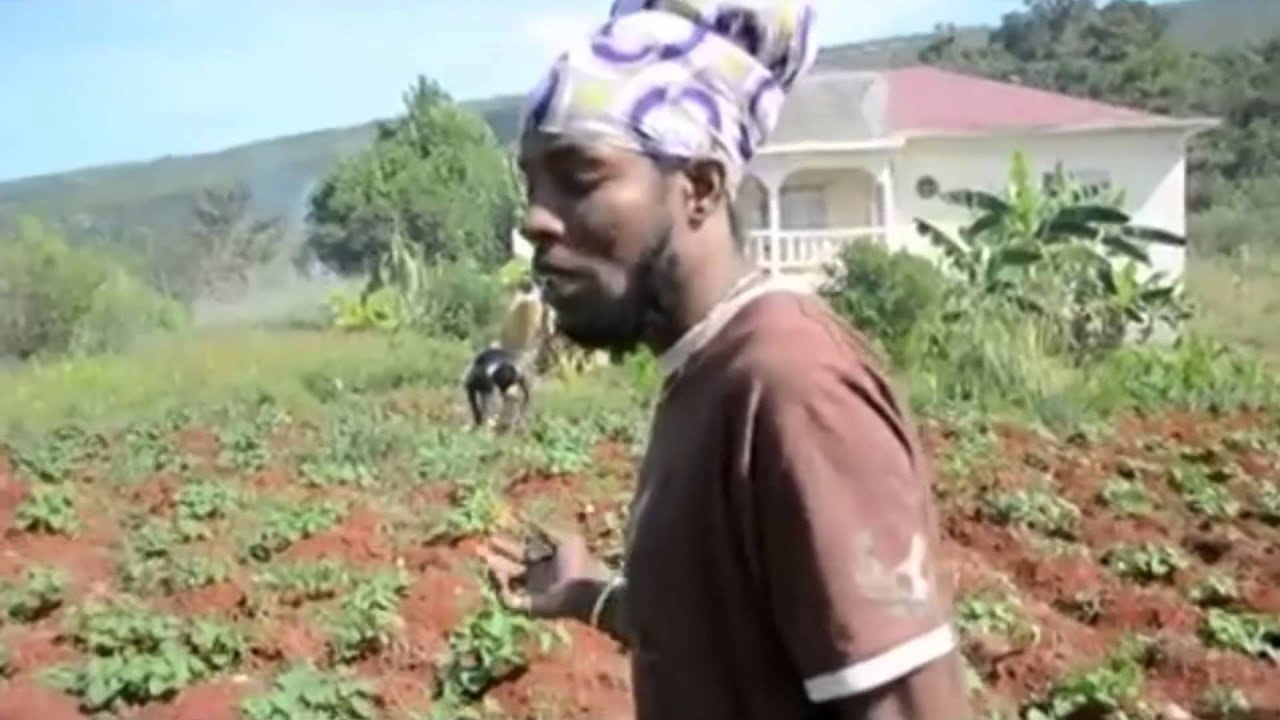 Jah Mason - Organic Food is the Future