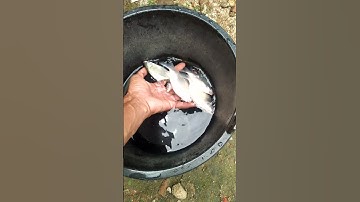 bolang metro || ikan tawes air tawar #shorts