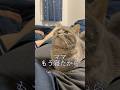 【修羅場】飼い主と猫の秘密の集いで緊急事態発生...#shorts #猫 #猫好きさんと繋がりたい