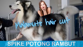 SPIKE POTONG RAMBUT GANTENG PARAH  VLOG