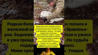 СОЛДАТЫ СПАСЛИ ОЧЕНЬ РЕДКУЮ БЕЛУЮ ЛИСУ!