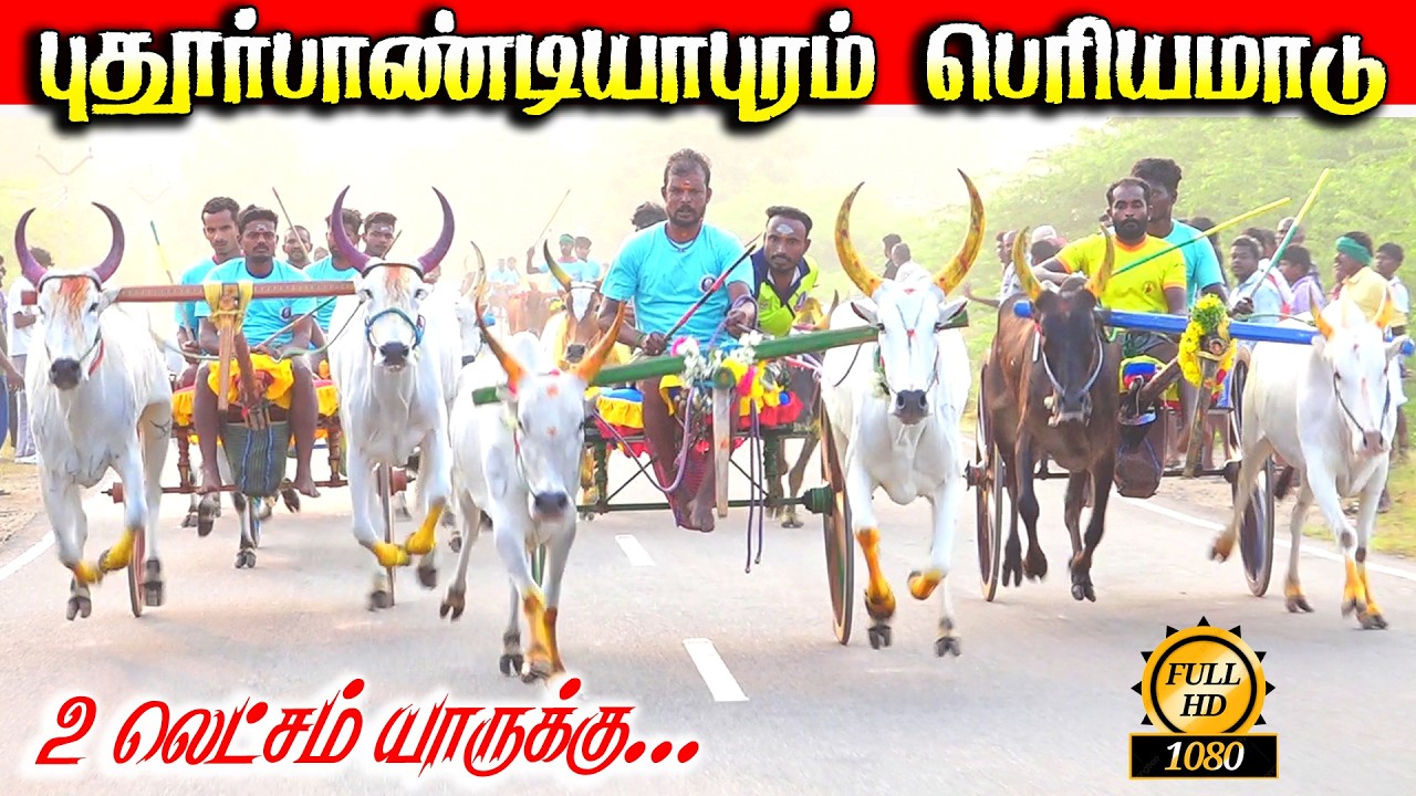 HD_புதூர்பாண்டியபுரம் பெரியமாடு