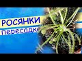 Росянки весной: делим, рассаживаем.