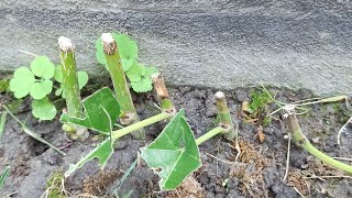 видео: Зелёное черенкование шелковицы картинка: Зелёное черенкование шелковицы