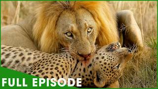 Ultimate Predators: When Lion Attack | MEGA EPISODE | Nature Animal Documentary