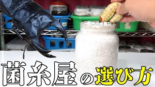 【おすすめ】オオクワガタの幼虫飼育で肝心な菌糸メーカー&菌糸ビンを教えます