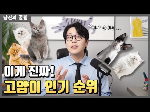 냥신이 알려주는 진짜 고양이 인기 순위 feat.2023년 최신 버전