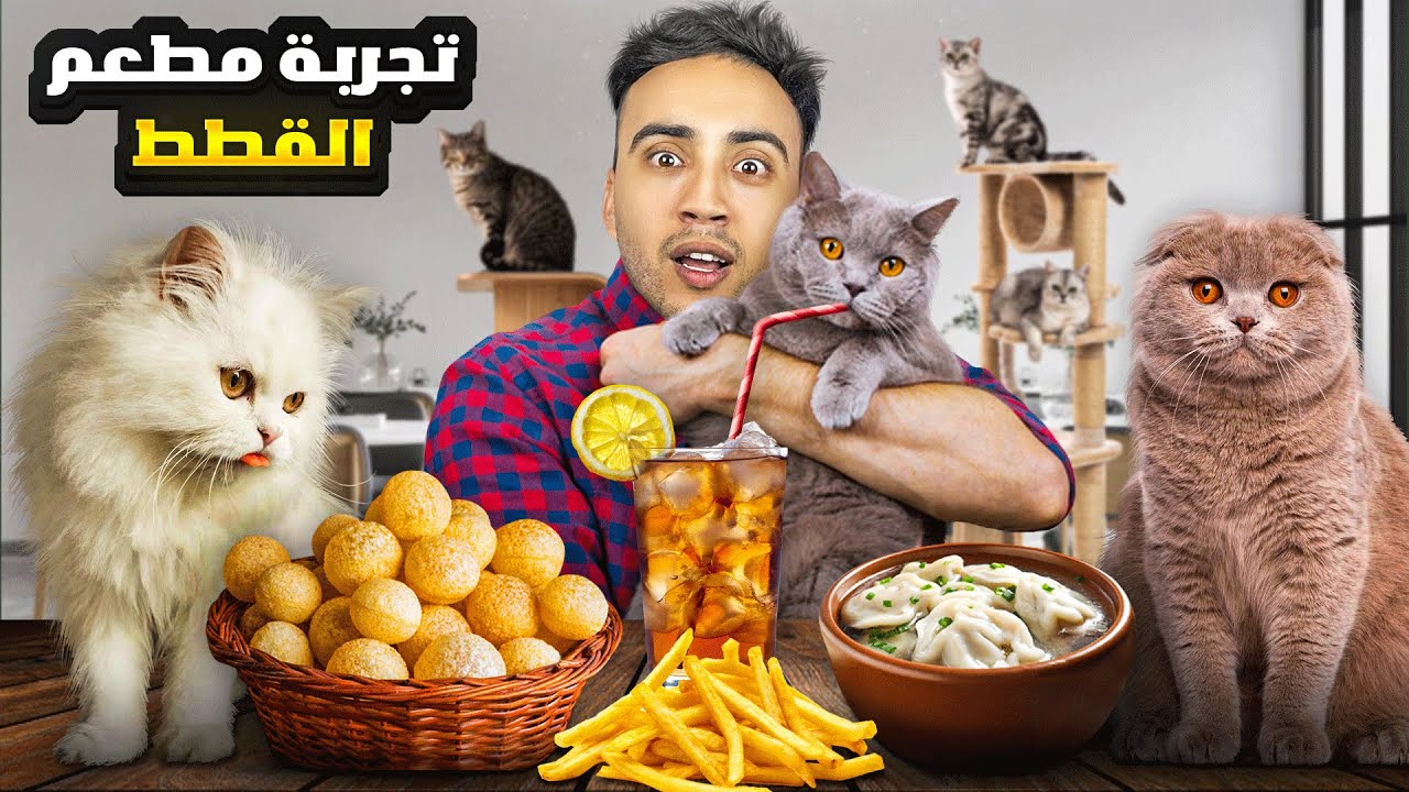 تجربة مطعم القطط في الصين 🐱