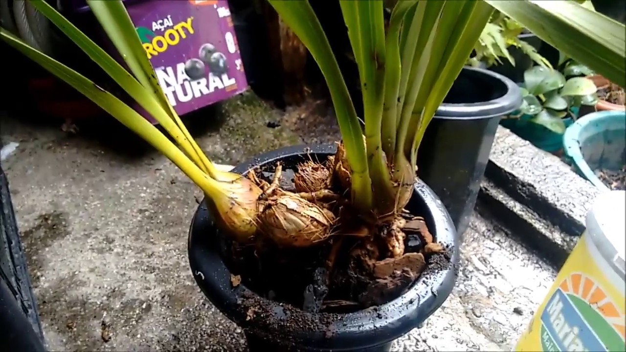 REPLANTANDO CYMBIDIUM...HASTE OU BROTO NOVO???✴️