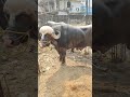 sadar Jatara | Erragadda buffalo