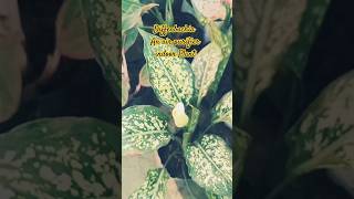 Dieffenbachia air purifier plantviralshortstrendingindoorplants gardengardening natureplants