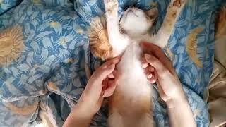 The cat enjoys his life!!! Massage for the cat! by StreetWorld Cats 480 views 3 years ago 1 minute, 16 seconds
