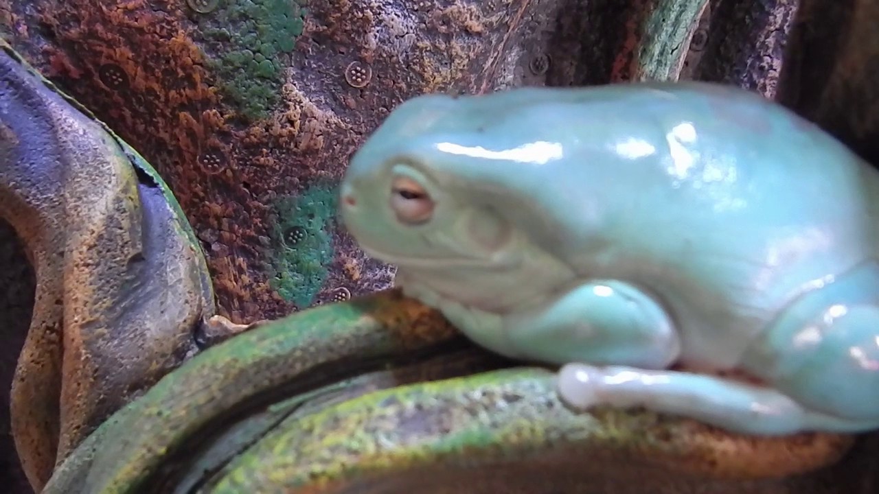 présentation de mes litoria caerulea de White ) YouTube — free download