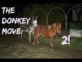 The Donkey movie 2! - Donkey meets his new wife.