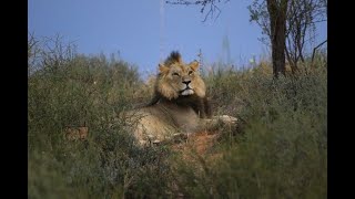 Kgalagadi - Day 9 - 19 March 2024