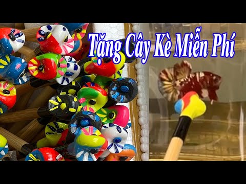 Video Tặng cây kè cá Betta cho TẤT CẢ KHÁCH HÀNG của CCBF -... - youtube