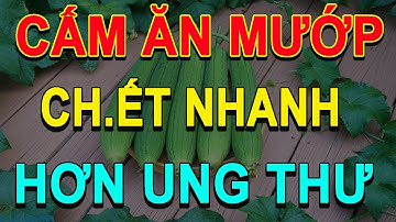 Bớt Cơm Đi, Buổi tối CỨ ĂN MƯỚP nấu cùng THỨ Này Sẽ NGỦ NGON, GAN, THẬN SẠCH ĐỘC Khỏi XƯƠNG KHỚP