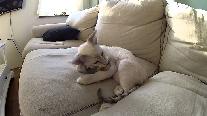 Video 950391: siamese tabby kitten, tabby point siamese, blue point siamese kitten, tabby male kitten